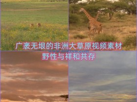 广袤无垠的非洲大草原视频素材，野性与祥和共存